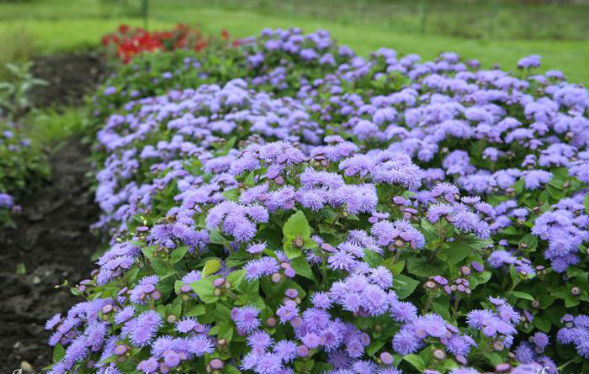 fleurs annuelles pour chalet d'été