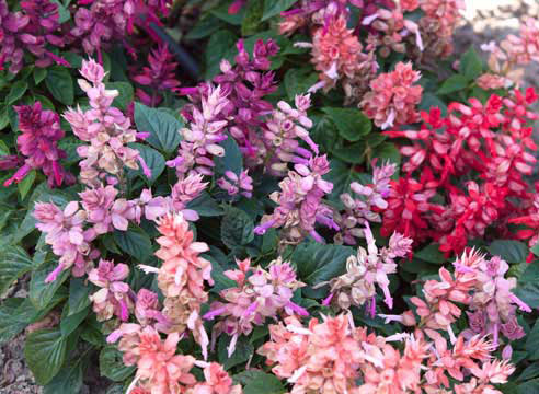 fleurs annuelles pour chalet d'été