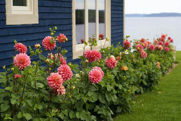 fleurs annuelles pour chalet d'été