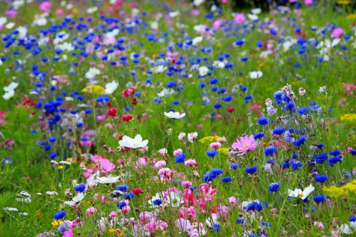 fleurs à offrir