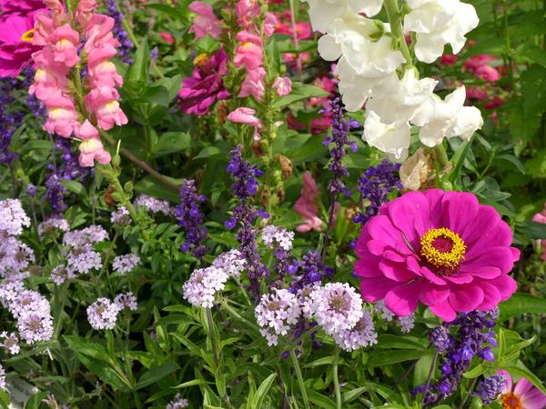 fleurs annuelles pour chalet d'été