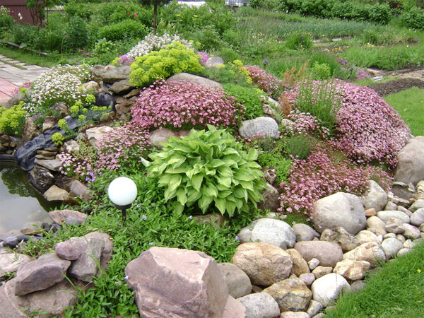 fleurs annuelles pour chalet d'été