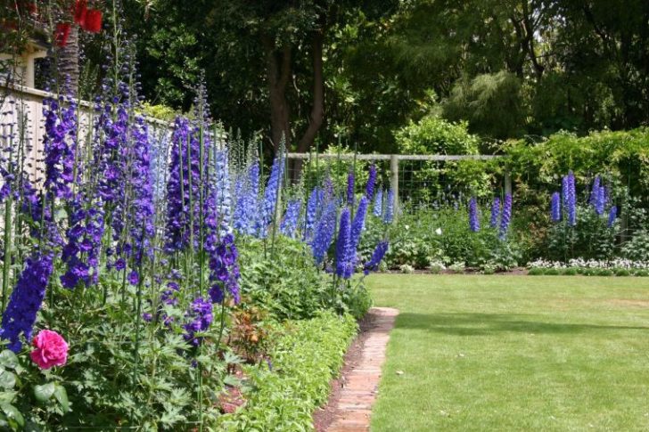 fleurs annuelles pour chalet d'été