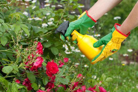 fleurs annuelles pour chalet d'été