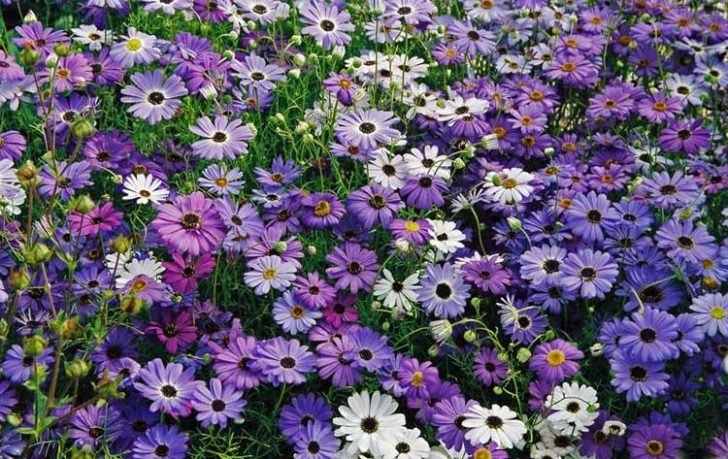 fleurs annuelles pour chalet d'été