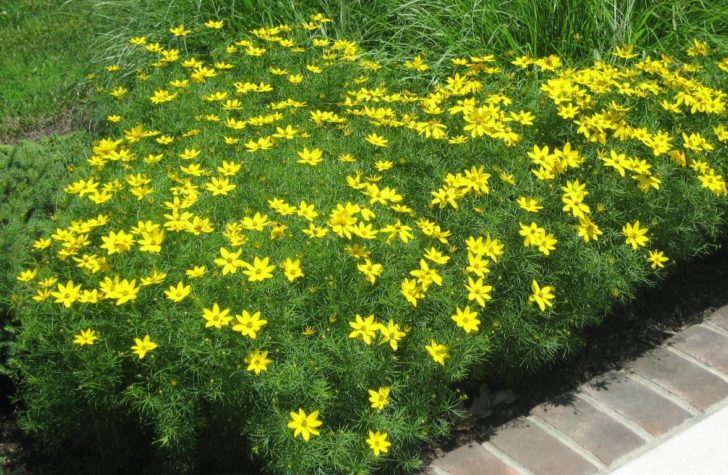 fleurs annuelles pour chalet d'été