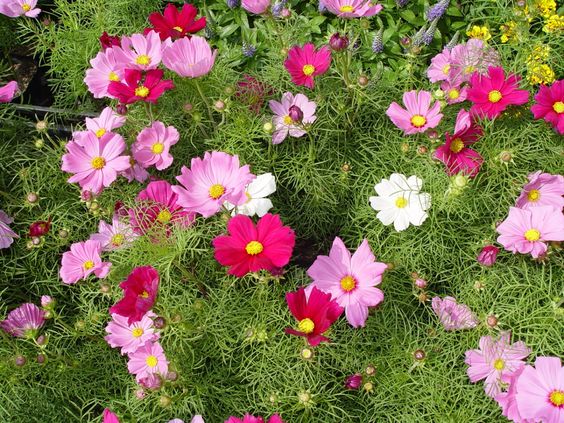 fleurs annuelles pour chalet d'été