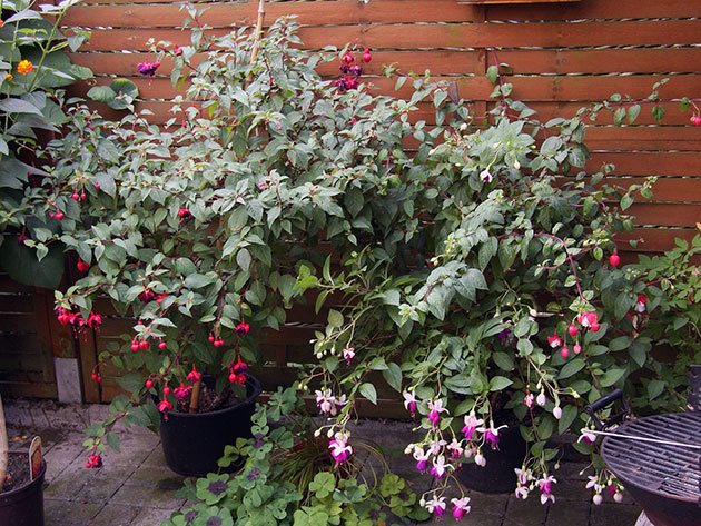 fleurs annuelles pour chalet d'été