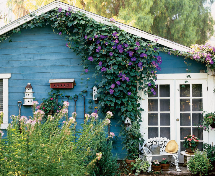 fleurs annuelles pour chalet d'été