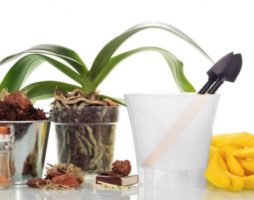 Secrets de soins à domicile pour une orchidée exotique