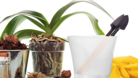 Secrets de soins à domicile pour une orchidée exotique