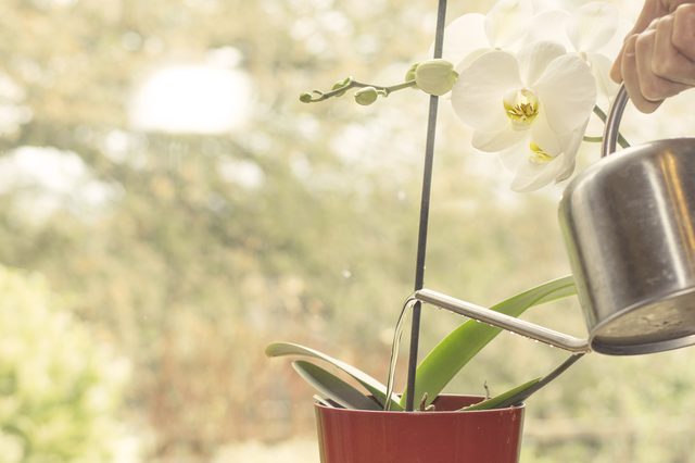 orchidée, soins à domicile