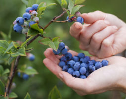 Comment faire pousser des myrtilles: les bases d'une culture réussie d'un arbuste aux baies riches en vitamines