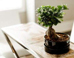 Comment faire pousser des bonsaïs à partir de graines à la maison