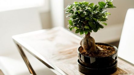 Comment faire pousser des bonsaïs à partir de graines à la maison