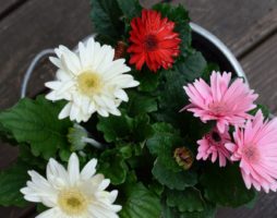 Cultiver et entretenir le gerbera à la maison et dans le jardin