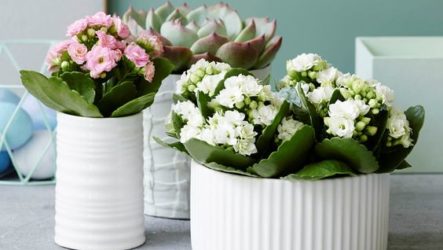 Prendre soin des fleurs de Kalanchoe à la maison avec une photo
