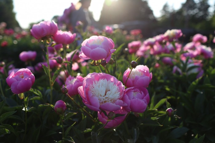 photos de pivoines