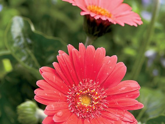 gerberas