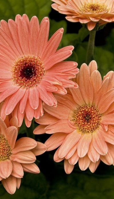 gerberas