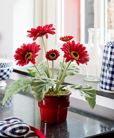 gerberas