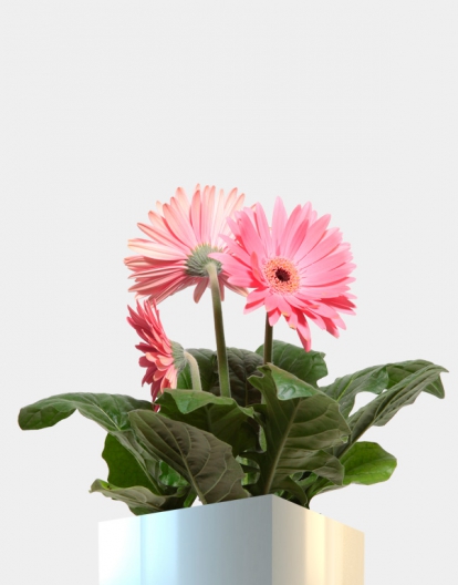 gerberas