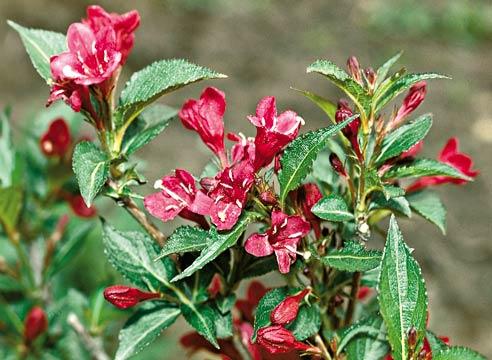 weigela