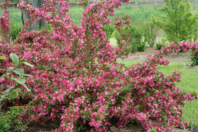 weigela