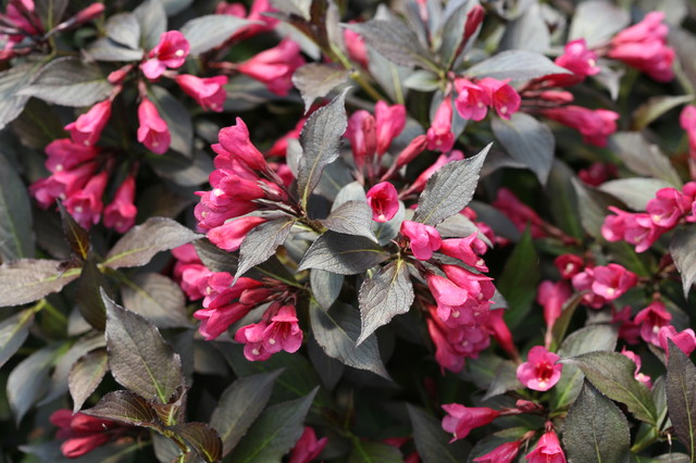 weigela