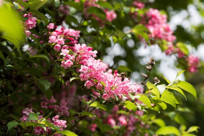 weigela