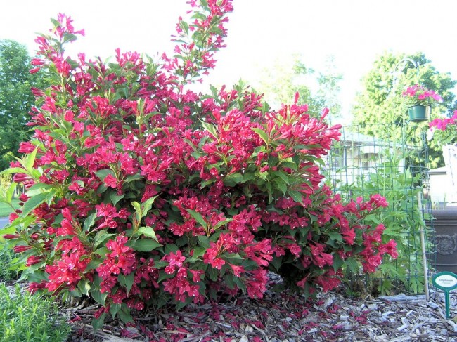 weigela