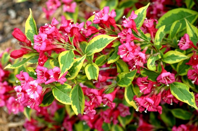 weigela