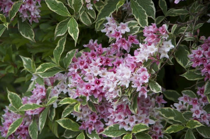 weigela