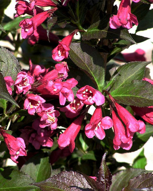 weigela