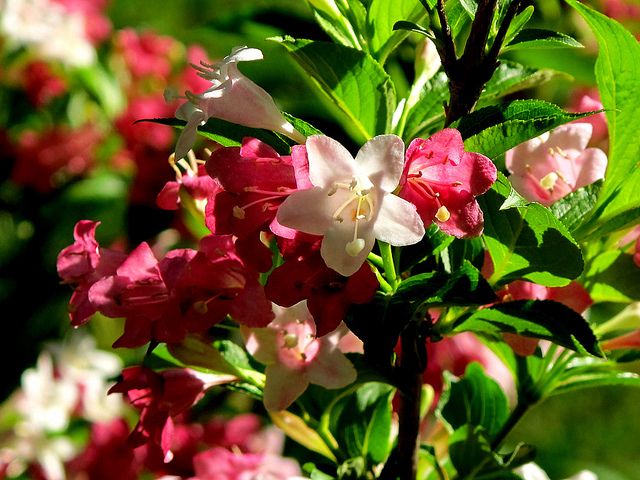 weigela