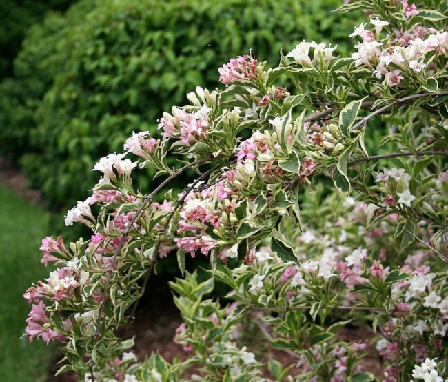 weigela