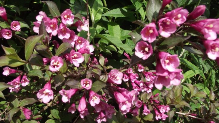 weigela