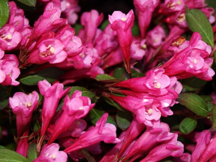 weigela